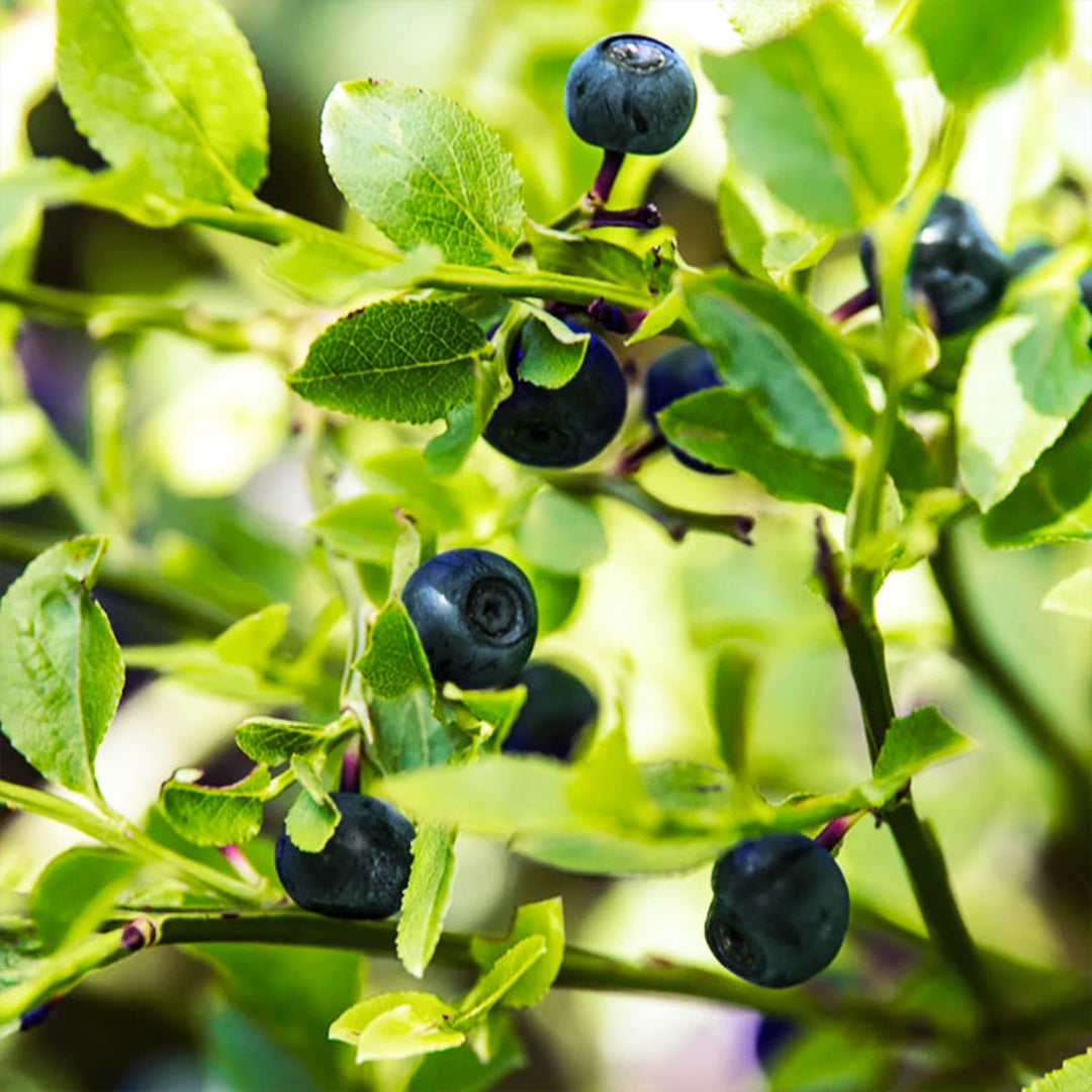 Austin Blueberry bush with ripe berries and healthy green foliage