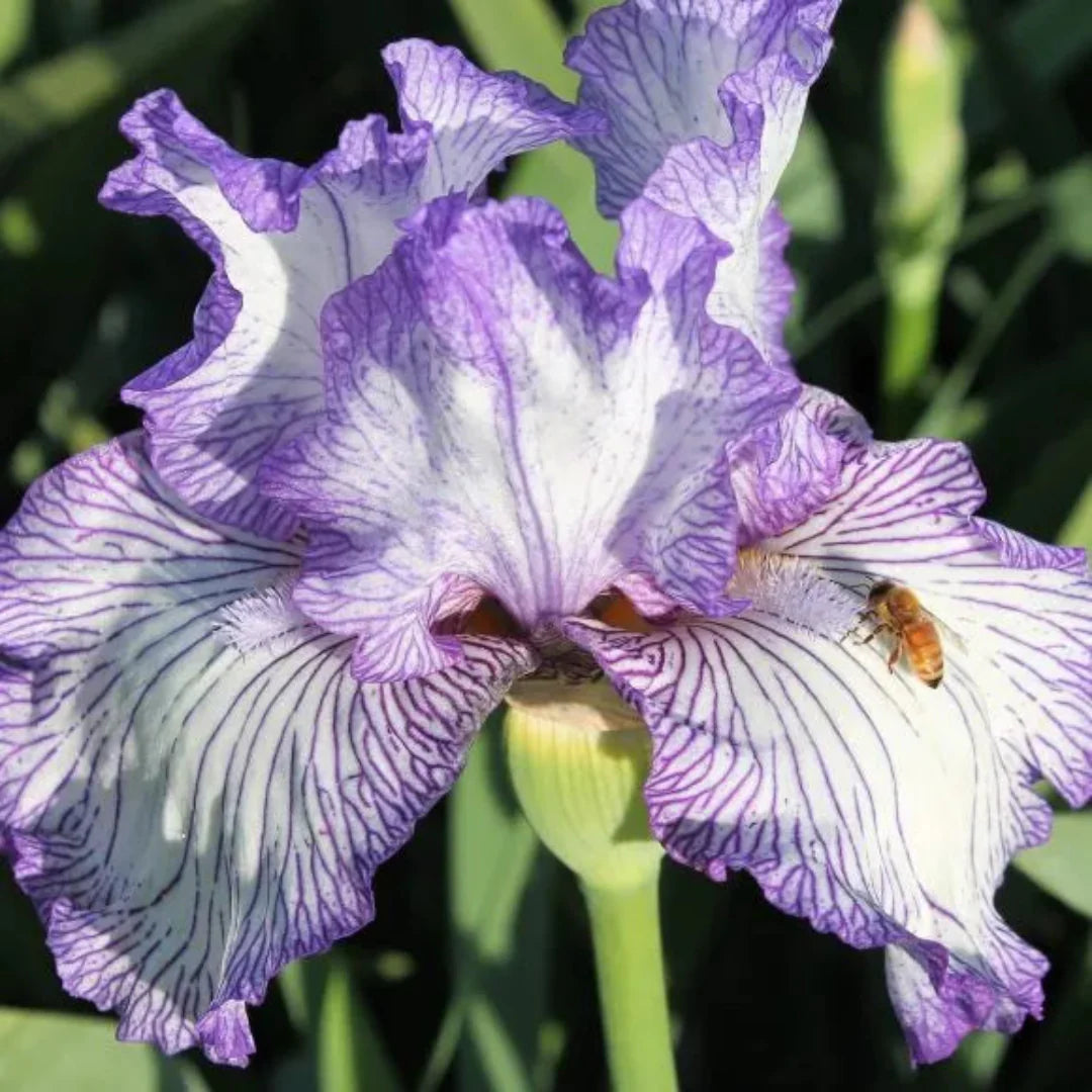 Germanica Autumn Circus Bearded German Iris – flowering shrub