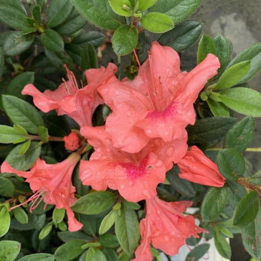 Autumn Coral Dwarf Encore Azalea – flowering shrub