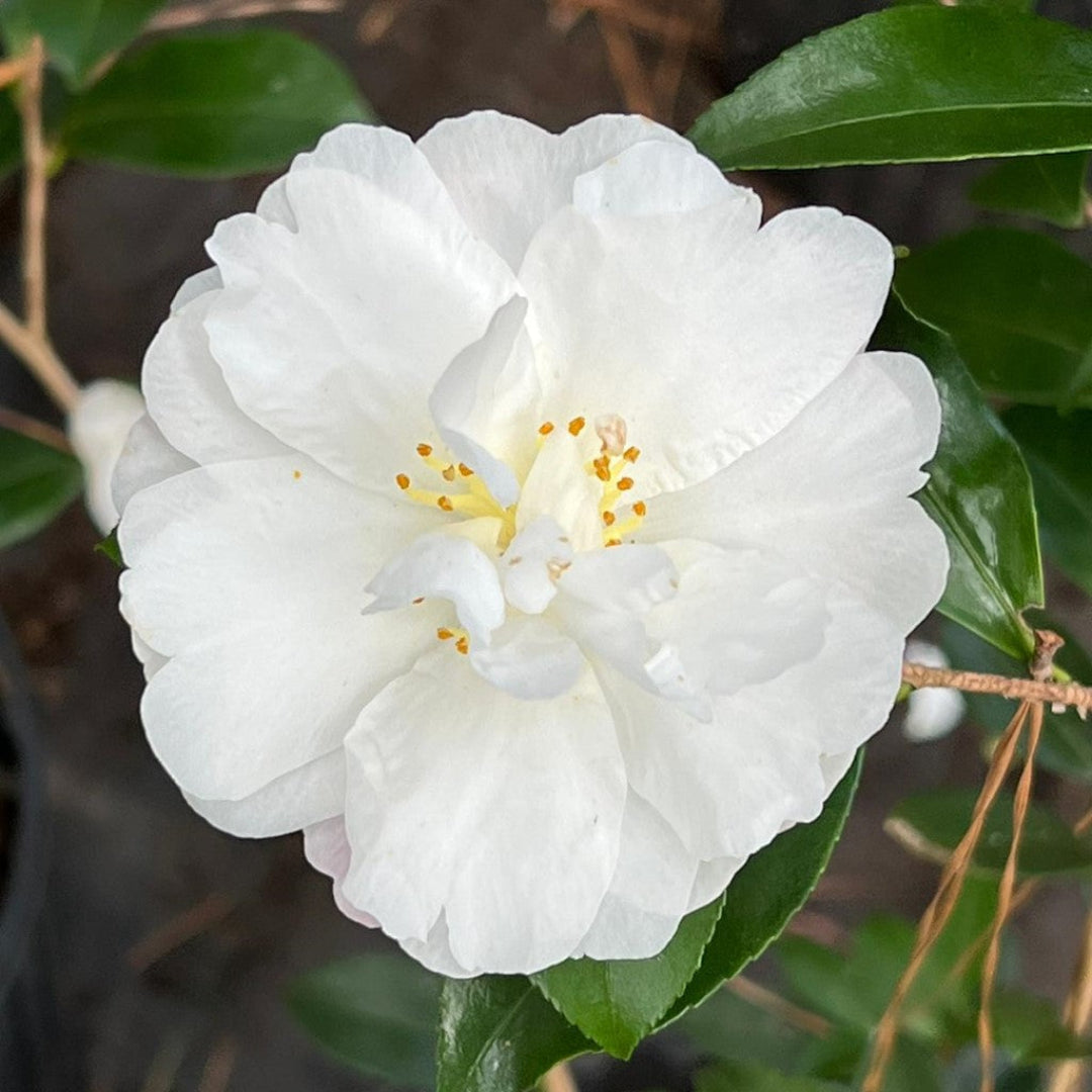 Autumn Rocket Camellia plant with elegant white flowers and glossy evergreen foliage