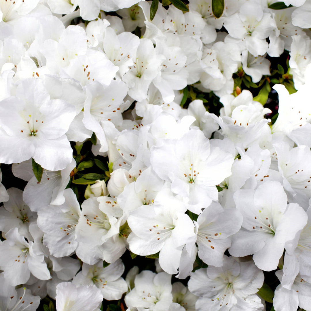 Close-up of Autumn Angel Azalea flowers and leaves