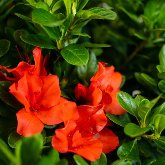 Autumn Sunset Encore Azalea – flowering tree