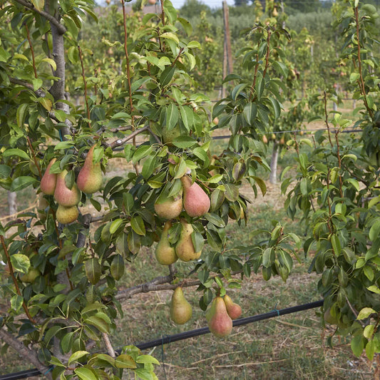 Ayers Pear Tree plant grown for home gardens
