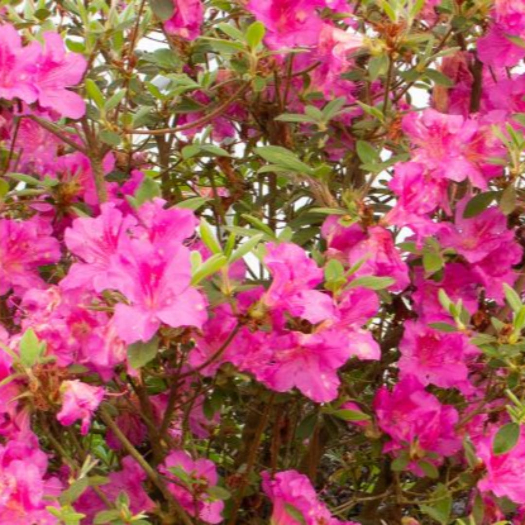 homeandgardensforless.com