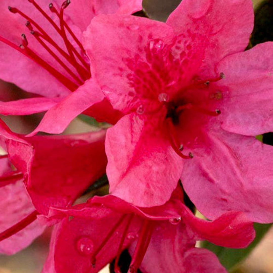 Autumn Cheer Encore Azalea