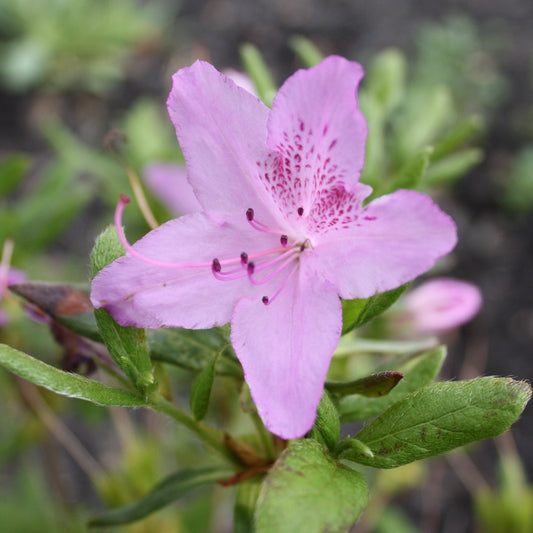 Korean evergreen azalea shrub in bloom