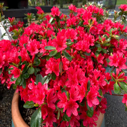 Hino-Crimson Azalea with bright red flowers and glossy green leaves