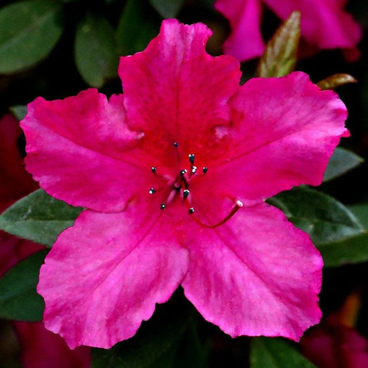 Plant gallon size chart showing common pot sizes for garden shrubs