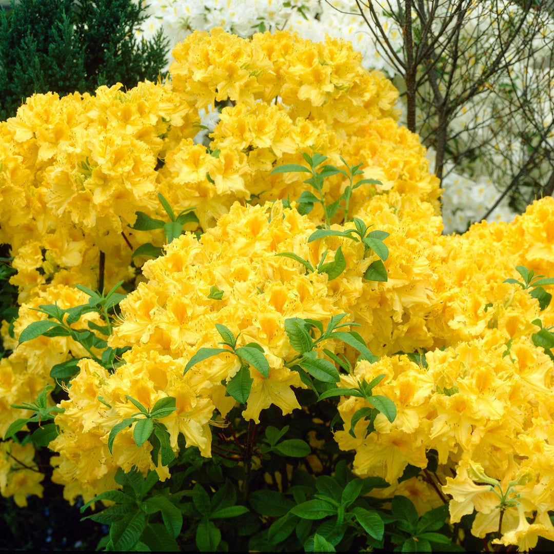 homeandgardensforless.com