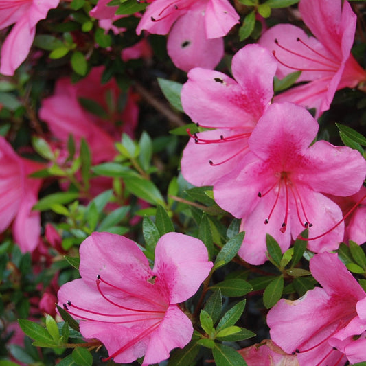 Azalea X Satsuki 'Chinzan'