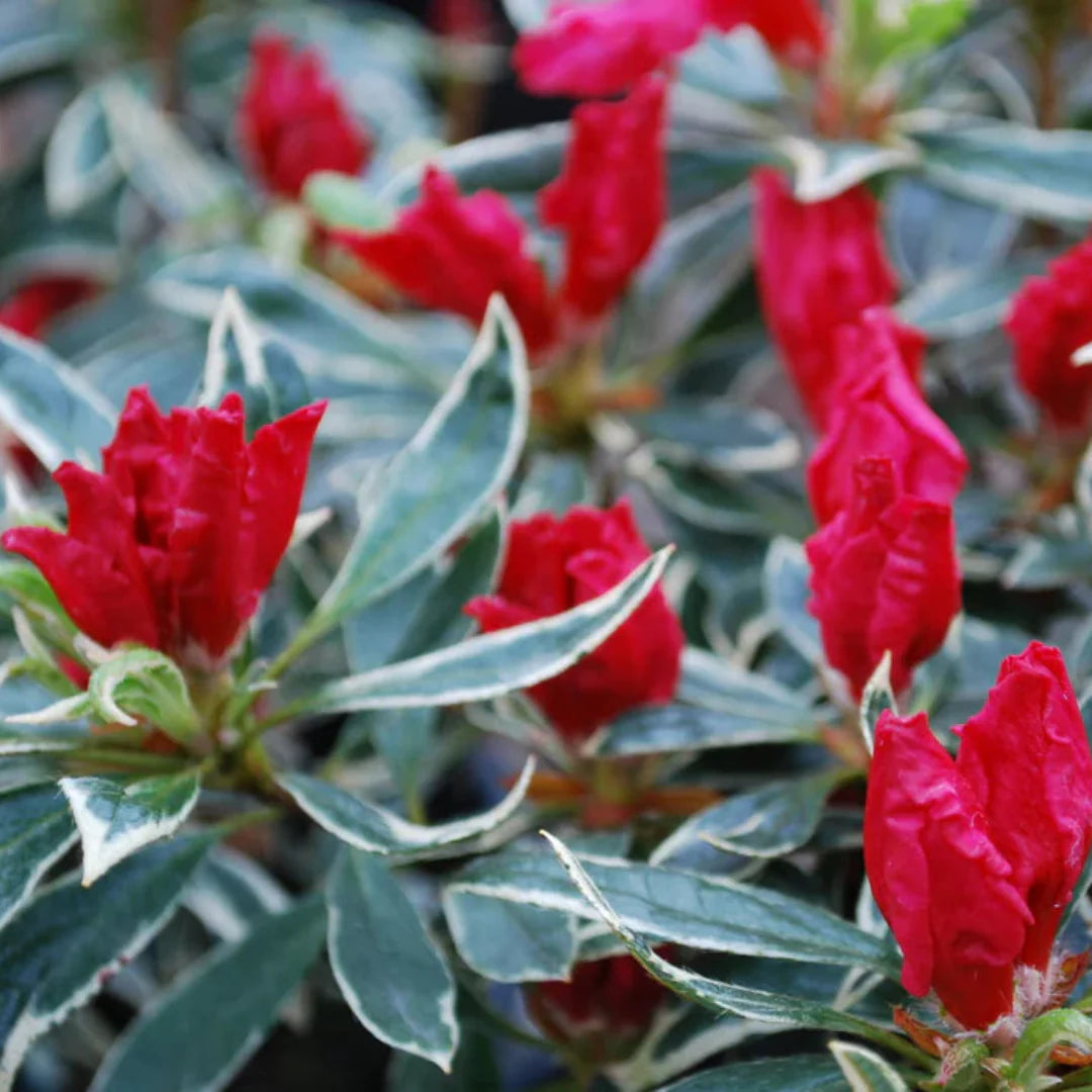 homeandgardensforless.com