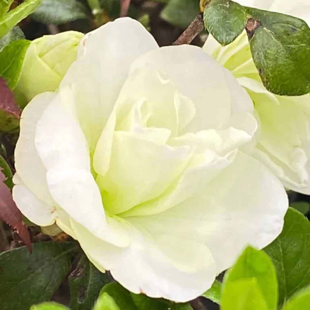 homeandgardensforless.com