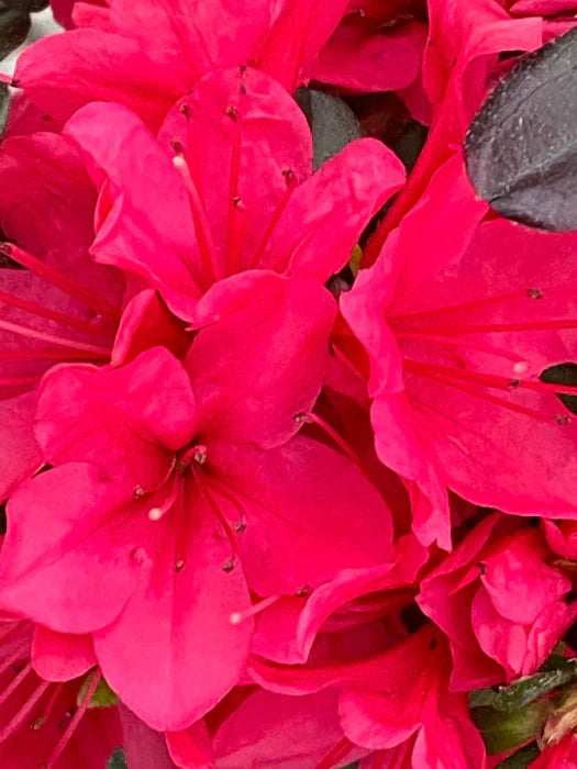 Flowering Hino-Crimson Azalea plant from the Kurume hybrid series