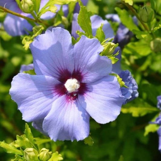 Azurri Blue Satin Rose of Sharon Hibiscus Shrub
