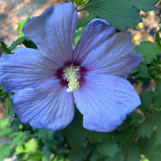 Azurri Blue Satin Hibiscus bloom showing soft blue petals and a striking purple center.