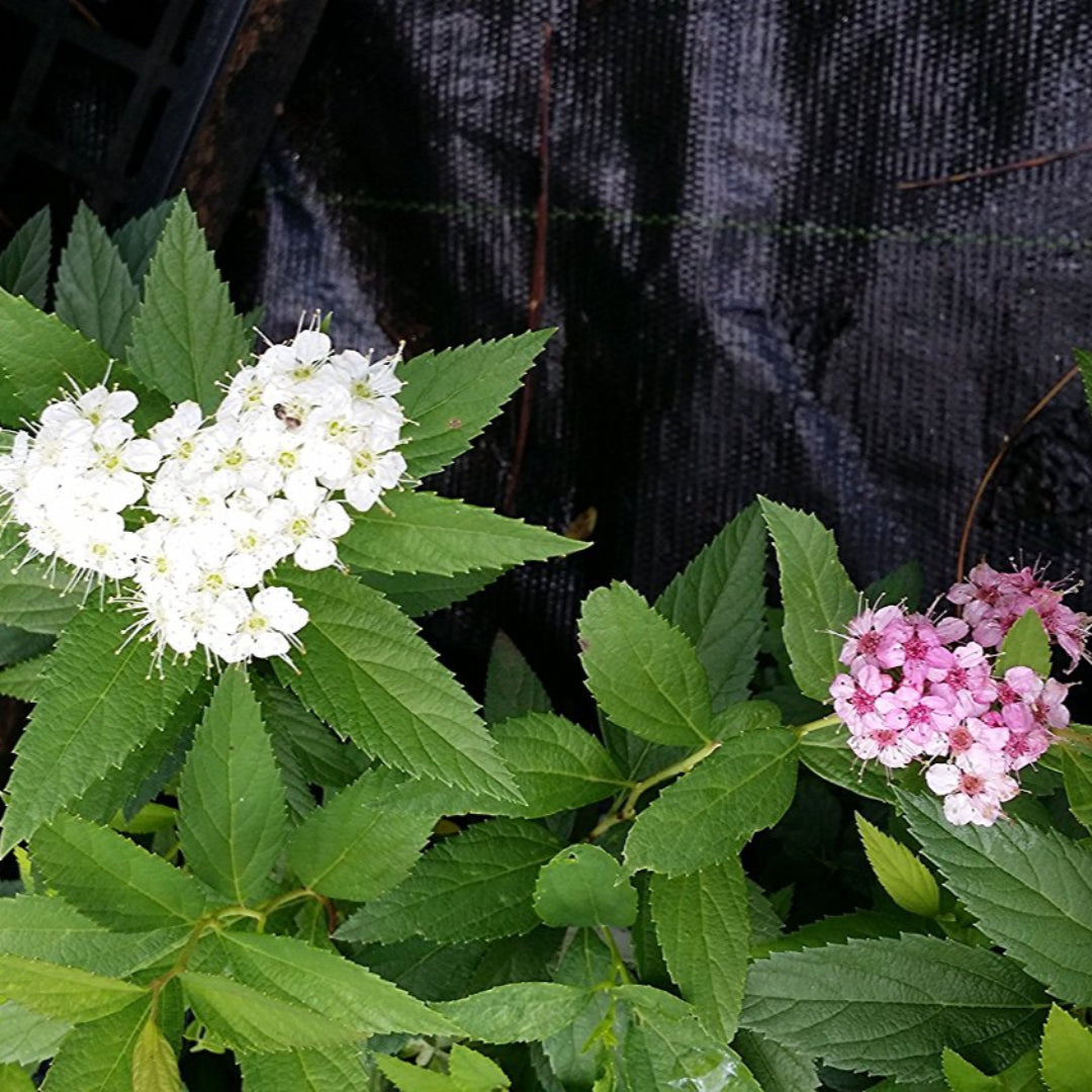 Shirobana Spirea, 3 Different Colored (White, Light Pink and Dk Pink) Blooms On The Same Plant, Small Compact Shrub