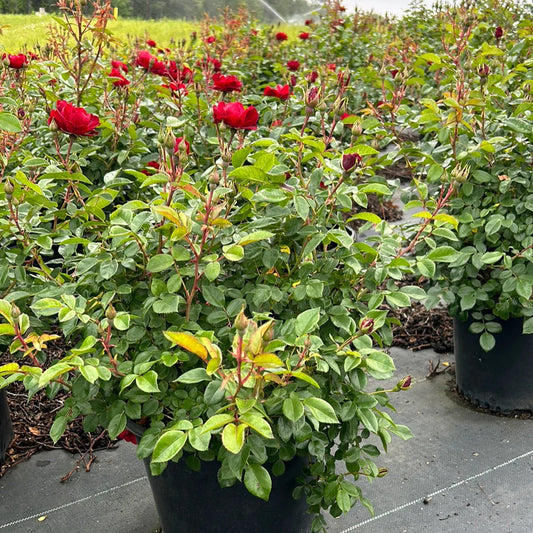Brick House Rose bloom cluster on healthy green foliage