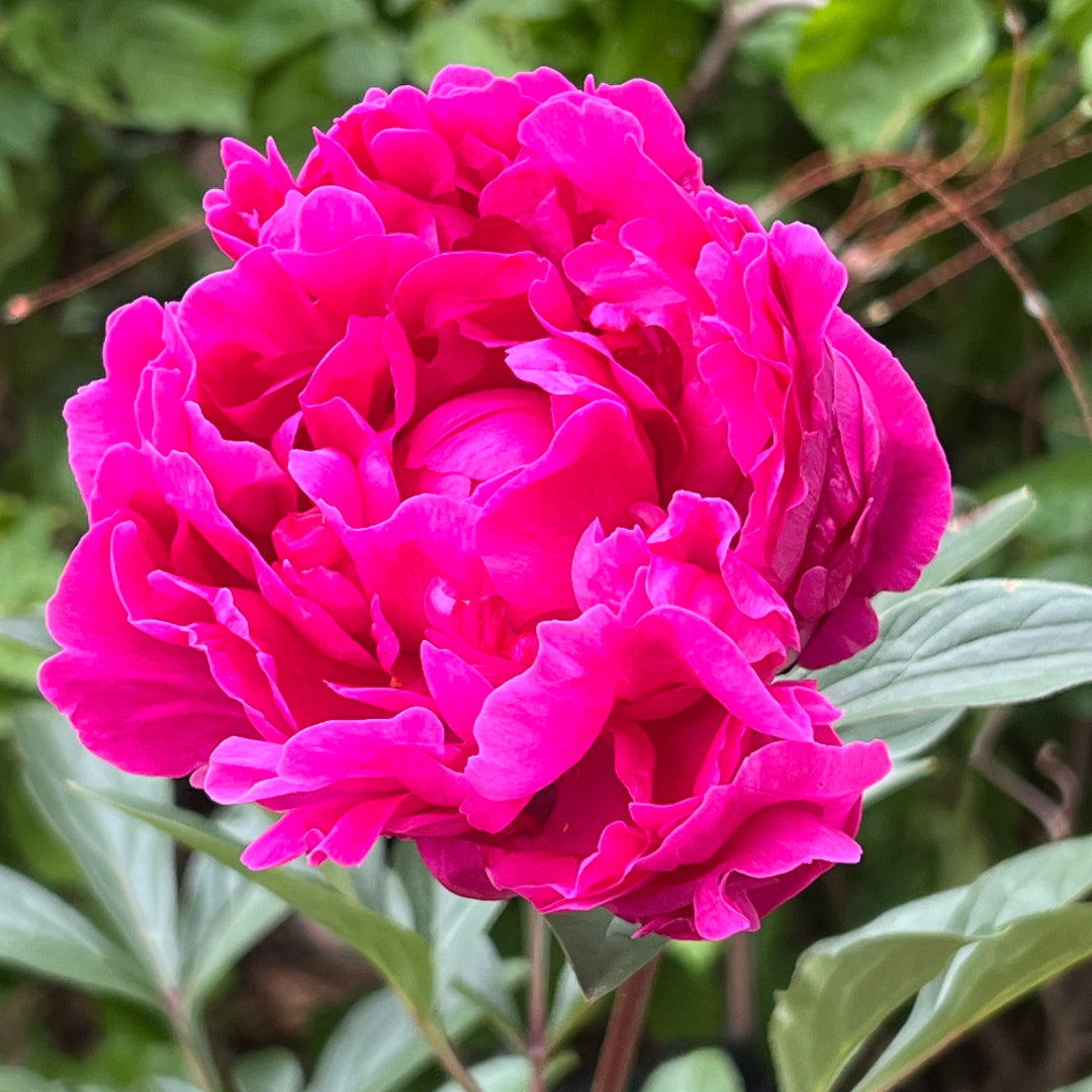 Peony Kansas