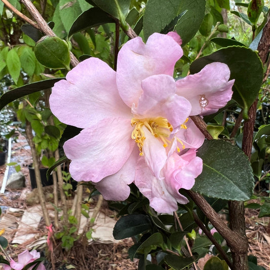 Camellia sasanqua Pink Snow close up flowers