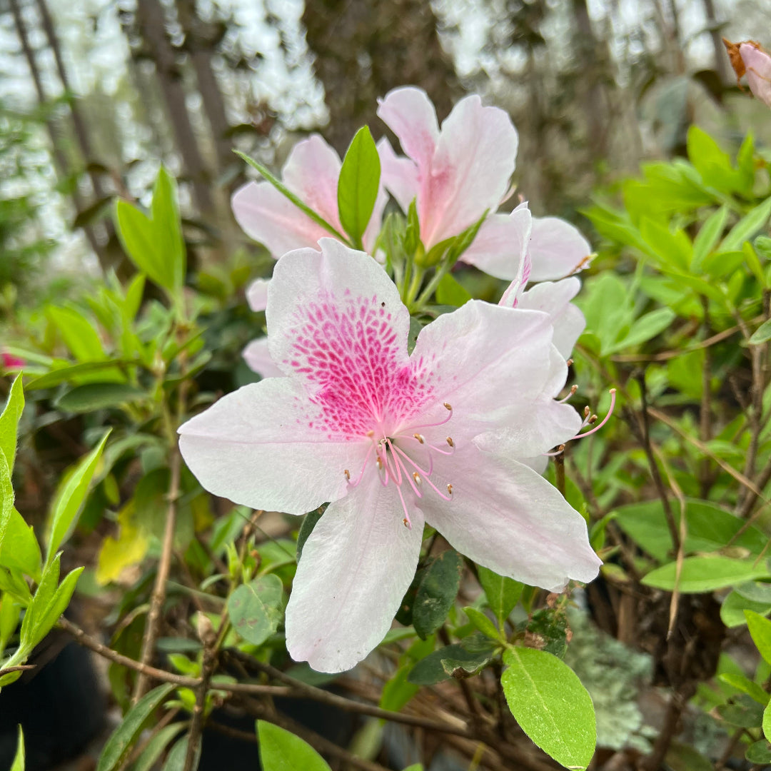 George Tabor Azalea – Lavender-Pink with Wh | Pixies Gardens