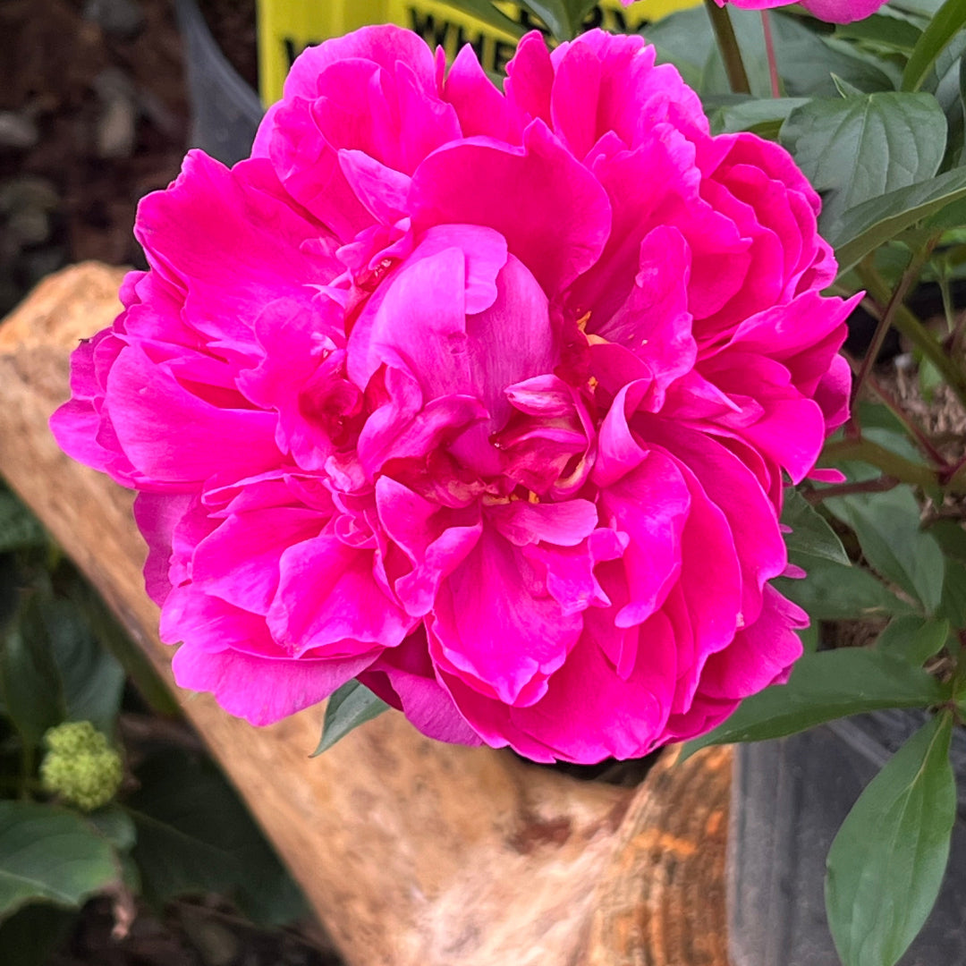 Peony Kansas