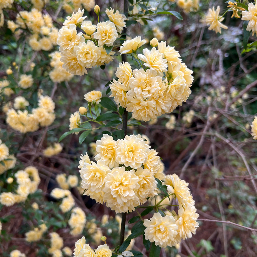 Climbing Yellow Lady Banks Rose foliage and bloom close-up