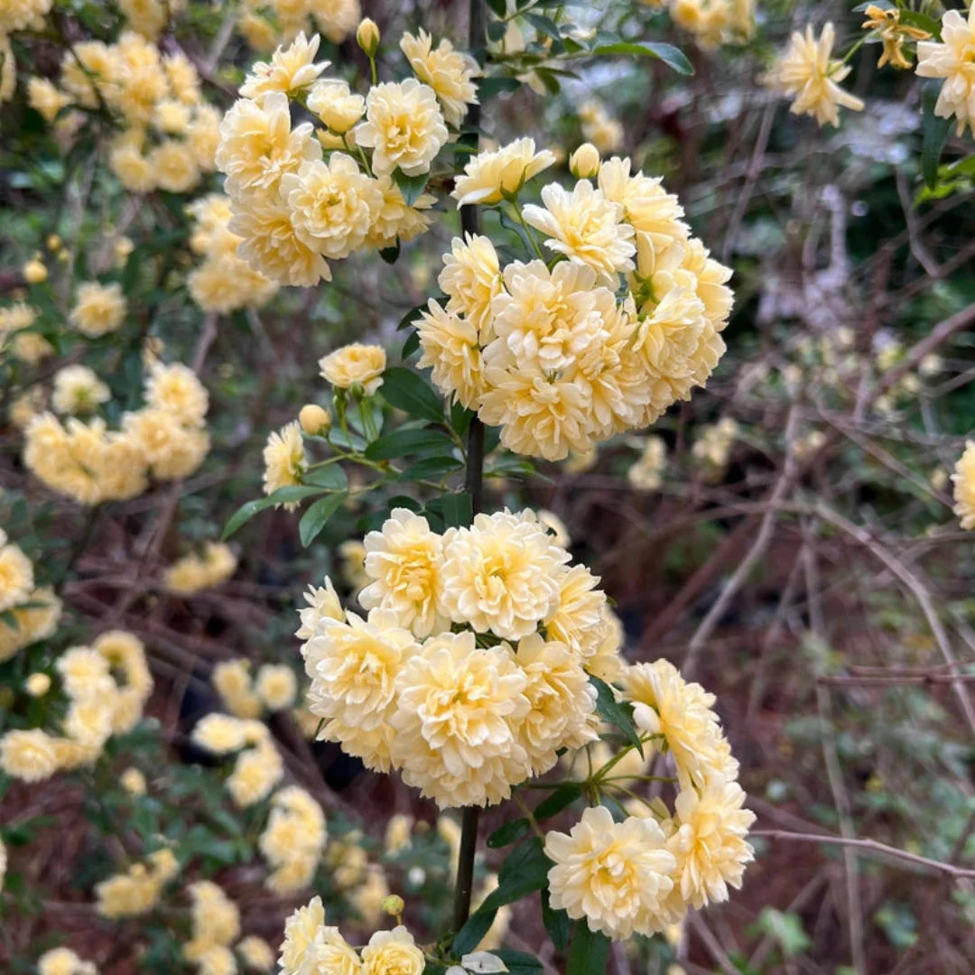 Healthy Climbing Yellow Lady Banks Rose plant in garden