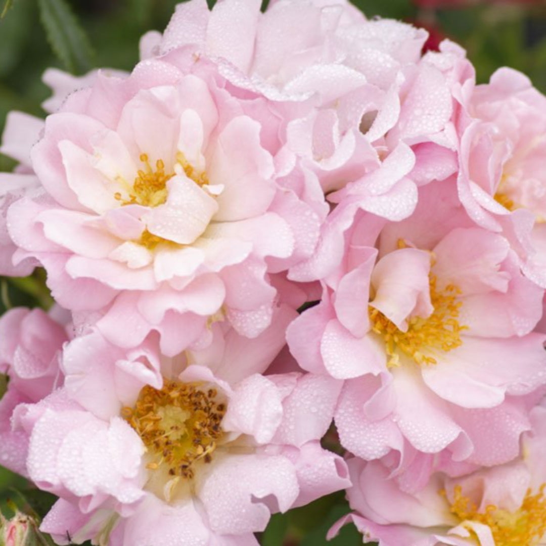 Gentle blush flowers cover the Blushing Drift Rose