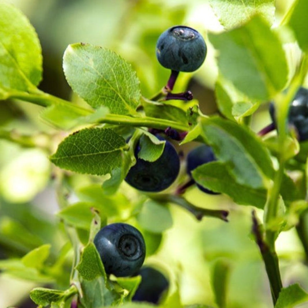 Austin Blueberry plant in garden loaded with ripe berries