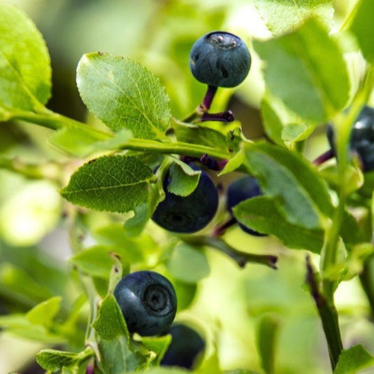 Austin Blueberry plant in garden loaded with ripe berries