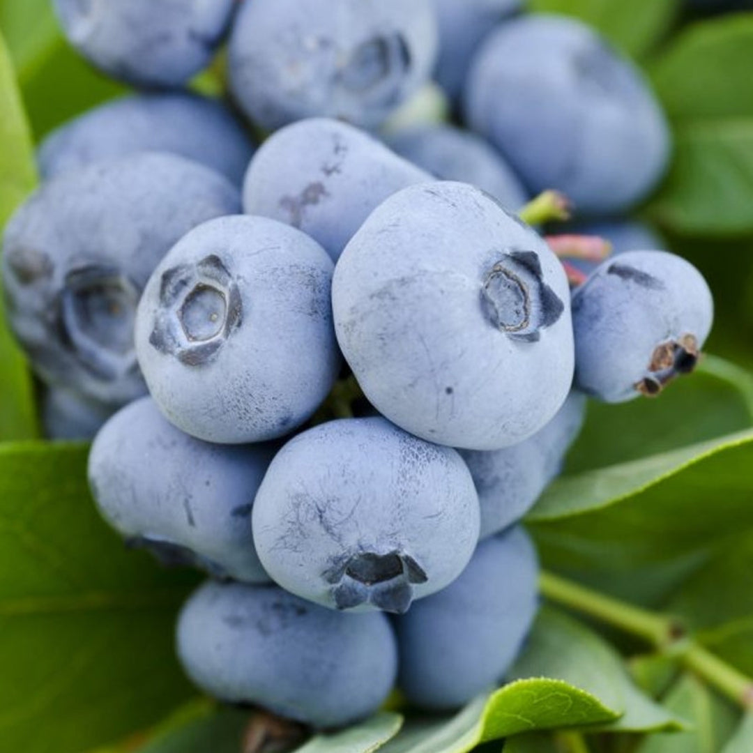 Young Vernon Blueberry Plant in nursery pot ideal for home fruit garden planting
