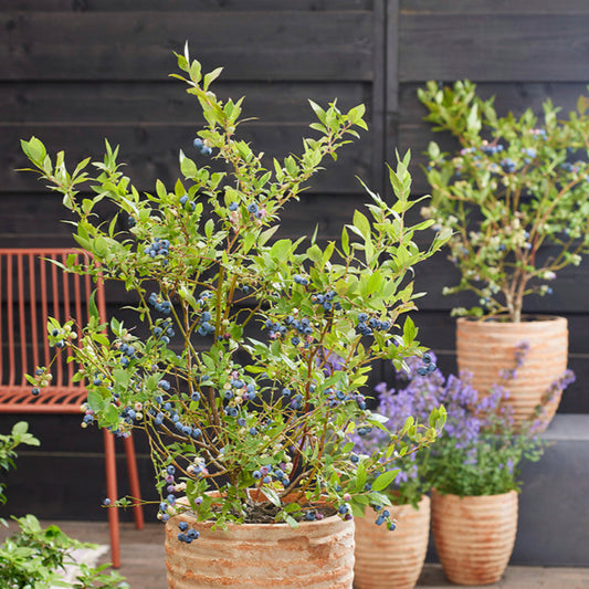 Blue Suede Blueberry shrub growing in garden with abundant berries