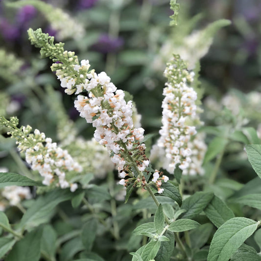 Buddleia Lo & Behold 'Ice Chip' Butterfly Bush – shrub