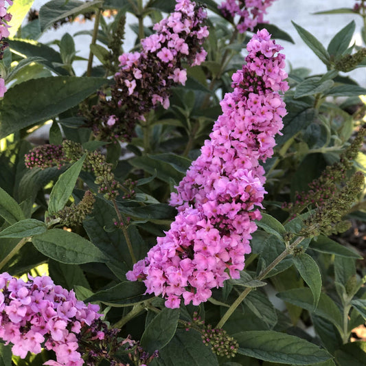 Butterfly Bush Lo & Behold 'Pink Micro Chip – shrub