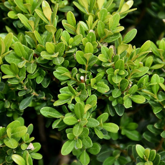 Baby Jade Boxwood – shrub