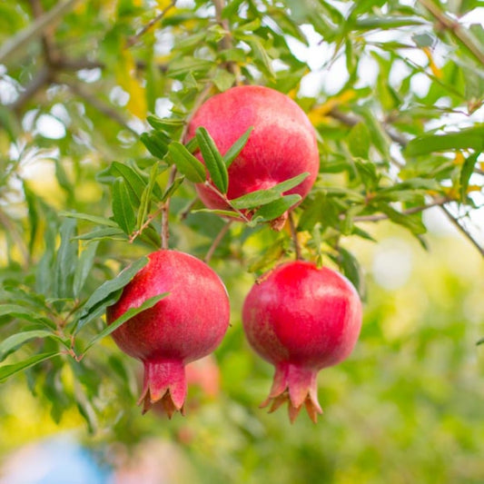 Bala Miursal Pomegranate tree with developing fruit and green foliage
