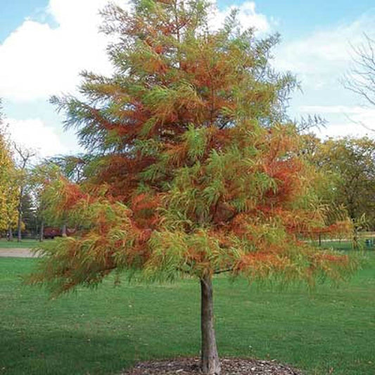 Bald Cypress tree with soft feathery foliage and strong upright trunk in early growth
