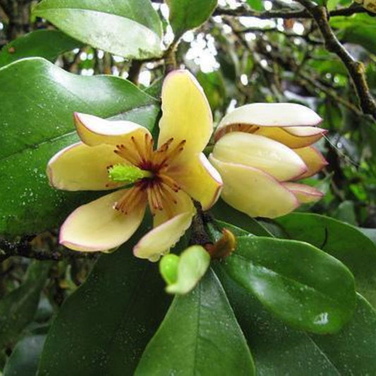 Banana Shrub Magnolia – Fragrant Banana-Scented Blooms | Zones 7–10 live plant for landscaping and home gardens