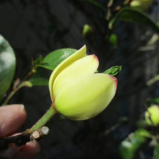 Banana Shrub Magnolia – Fragrant Banana-Scented Blooms | Zones 7–10 live plant for landscaping and home gardens