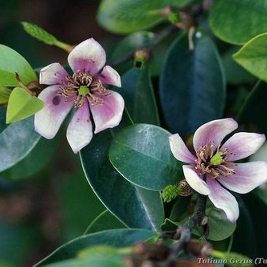 Banana Shrub Magnolia – Fragrant Banana-Scented Blooms | Zones 7–10 live plant for landscaping and home gardens
