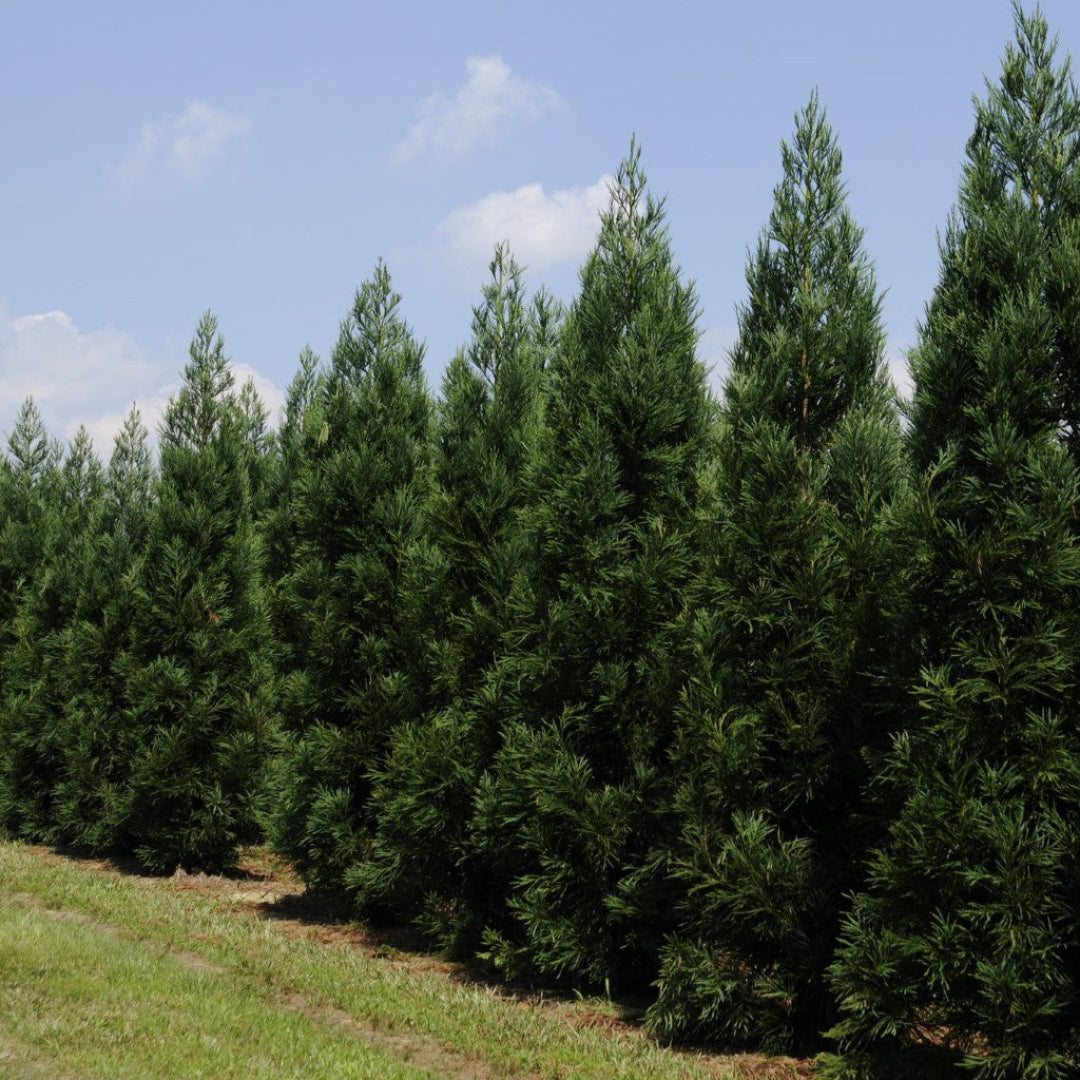 Beautiful Cryptomeria Radicans tree showing lush, soft green foliage