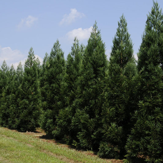 Beautiful Cryptomeria Radicans tree showing lush, soft green foliage