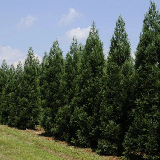 Close-up of Cryptomeria Radicans leaves with rich evergreen color