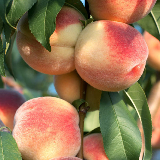 Belle of Georgia Tree with small  peaches