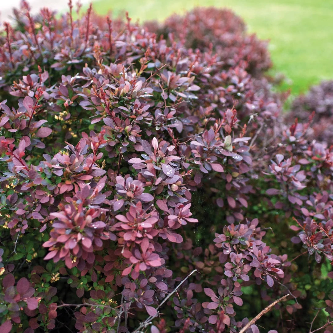 Rosy Glow Barberry bush with dense growth and thorny branches