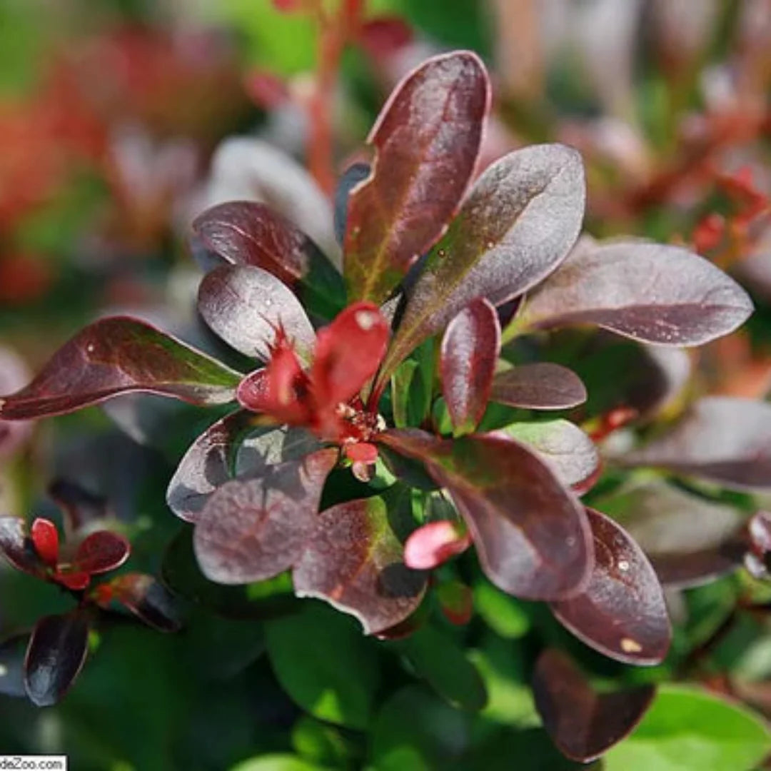 Berberis thunbergii Crimson Pygmy with compact form and purple foliage