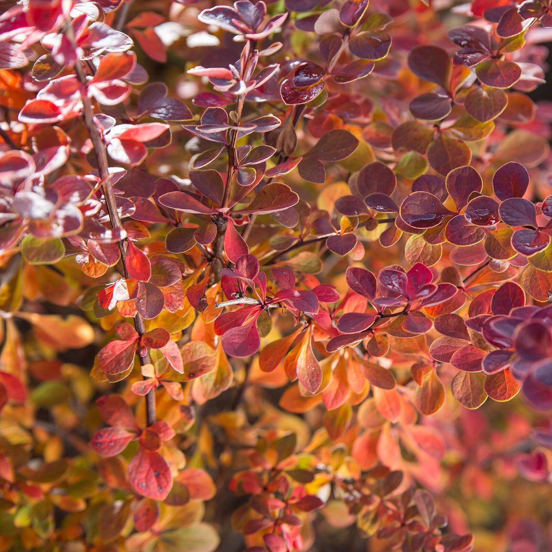 homeandgardensforless.com