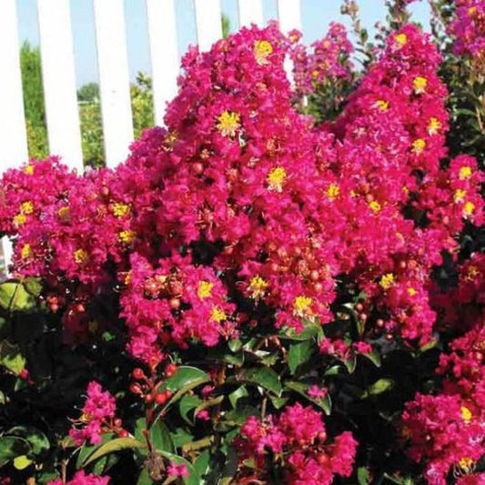 Berry Dazzle dwarf crape myrtle blooming with vibrant pink flowers