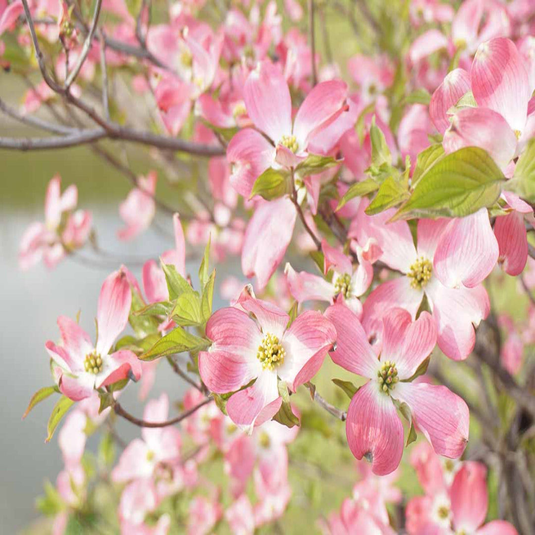 Best combo of flowering Dogwood TreesBest combo of flowering Dogwood Trees
