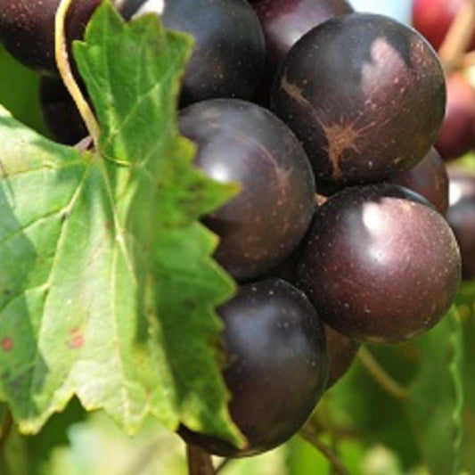 Black Fry Muscadine grapevine with fruit